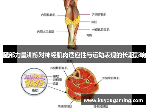 腿部力量训练对神经肌肉适应性与运动表现的长期影响